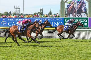 $16,000 Select Sale purchase Dee and Gee (NZ) was victorious in the G3 New Zealand Cup. Photo: Race Images South.